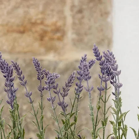 Aparrtment Terra- Combine Beach&old Town Σπλιτ